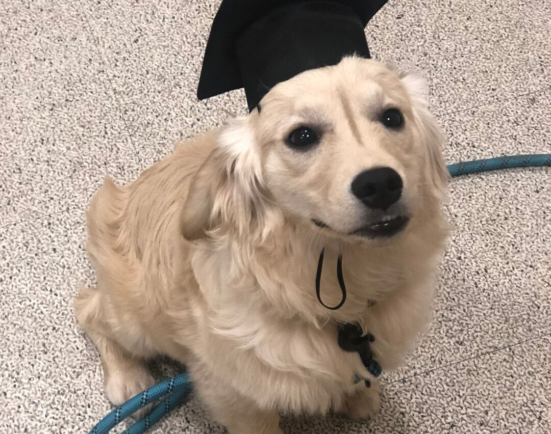 🏡 The Perfect Home Reflects the Needs of You and Your Pets 🐾