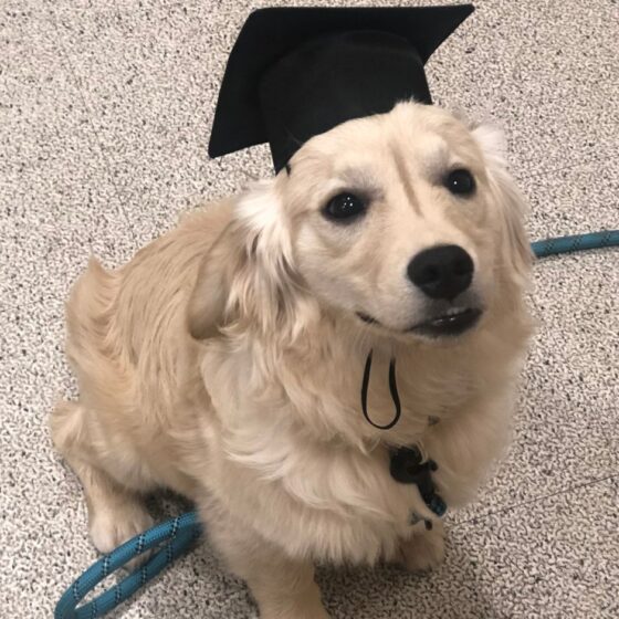 🏡 The Perfect Home Reflects the Needs of You and Your Pets 🐾